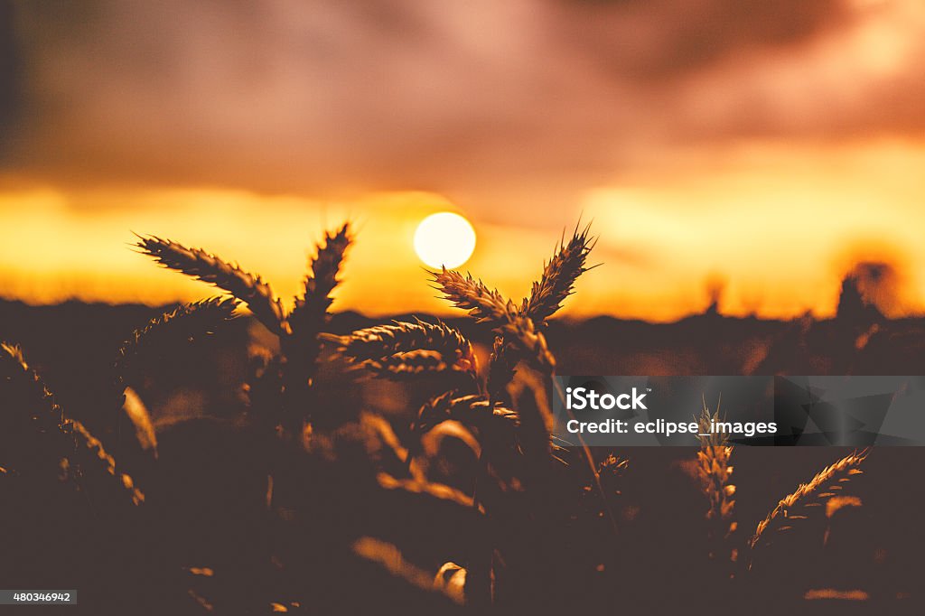 Sun at the wheat field 2015 Stock Photo