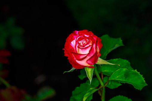 Beautiful rose blooms in Washington Park, International Rose Test Garden, Portland, Oregon.