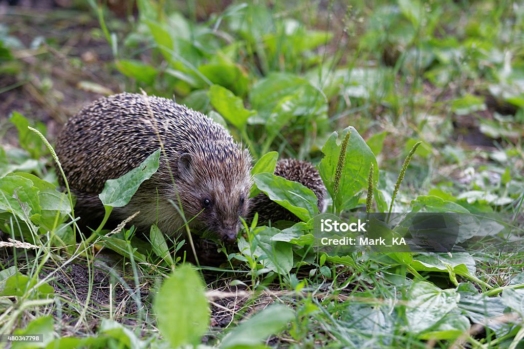 Hedgehogs on the grass Two hedgehogs on the grass. Mom and baby. 2015 Stock Photo