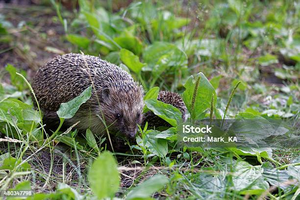 Hedgehogs On The Grass Stock Photo - Download Image Now - 2015, Animal, Animal Bone