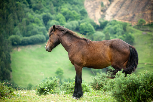 Wild horse and mountainous green landscape in Galicia, Spain.