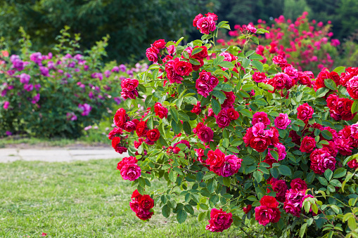 Roses bush on garden landscape