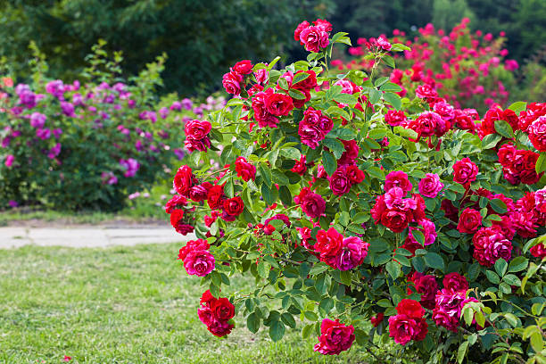 Roses bush on garden landscape stock photo
