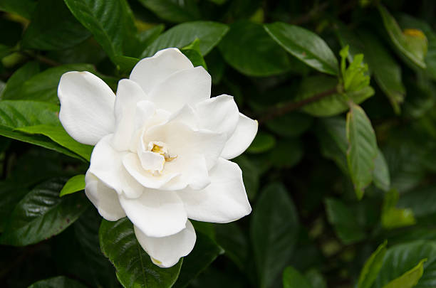 gardenia blume - gardenie stock-fotos und bilder