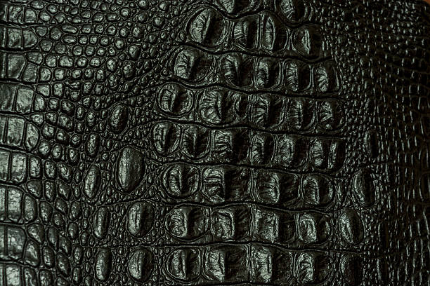 istock The texture of crocodile skin 480348710