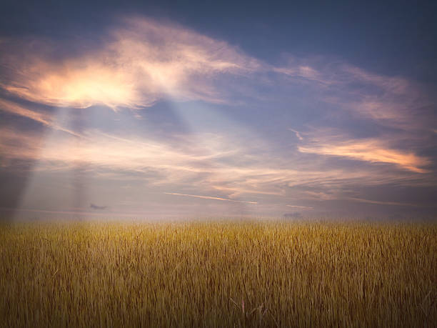 istock Field of golden grass with sunset sky 480348774