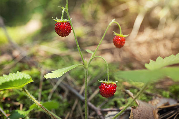 Macro shot of wild strawberries. Macro shot - shallow depth of field