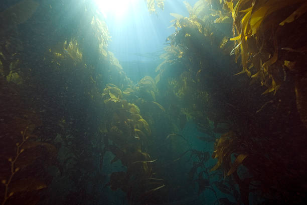 istock California Kelp Forest Underwater 480350058