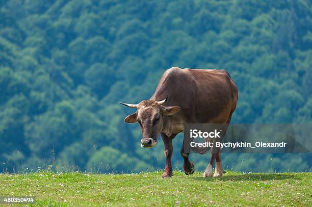 Cow On Mountain Pasture In The Alps Cows At Summer Stock Photo - Download Image Now