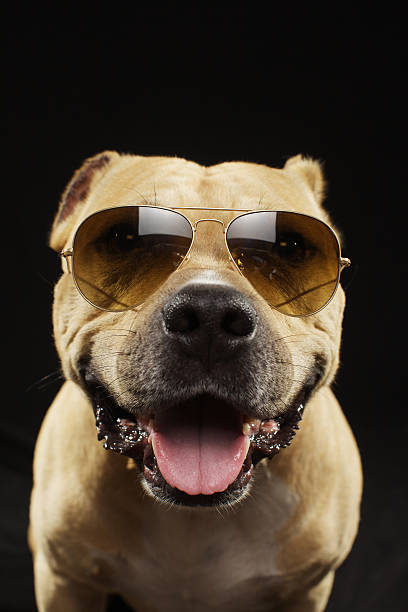 istock American staff terrier in sunglasses 480353548