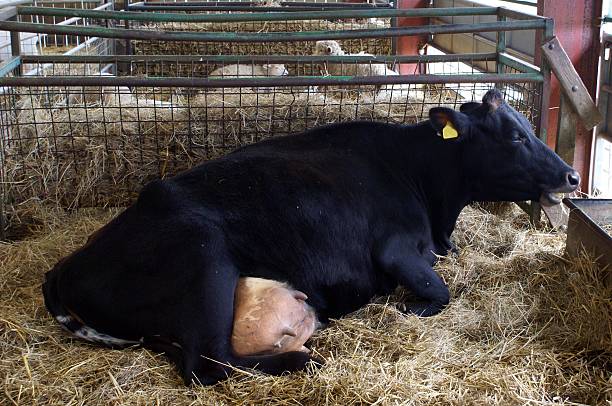 istock cow in a farm 480354222