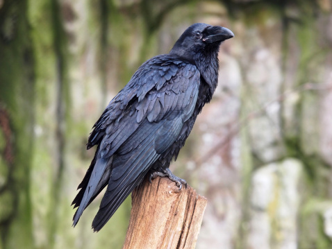A portrait of a raven