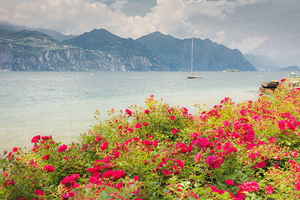 istock Flowers at Lake Garda 480355114