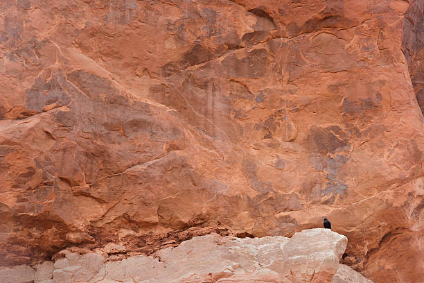 istock Black bird pirched amongst the red rocks 480356322
