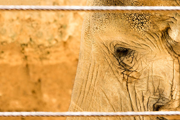 Elephant Eye close up with cable fencing