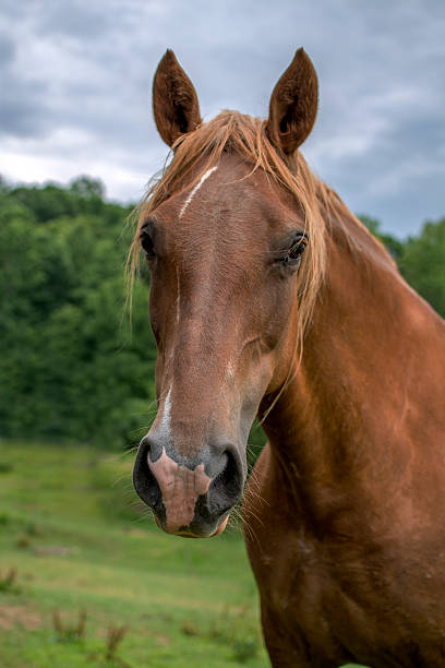 istock Brown horse head with pasture and trees background 480357460