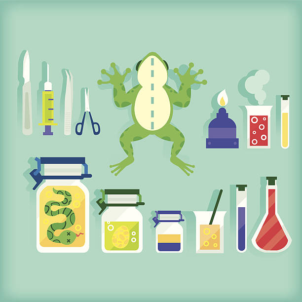 과학/생물학 - dissection stock illustrations