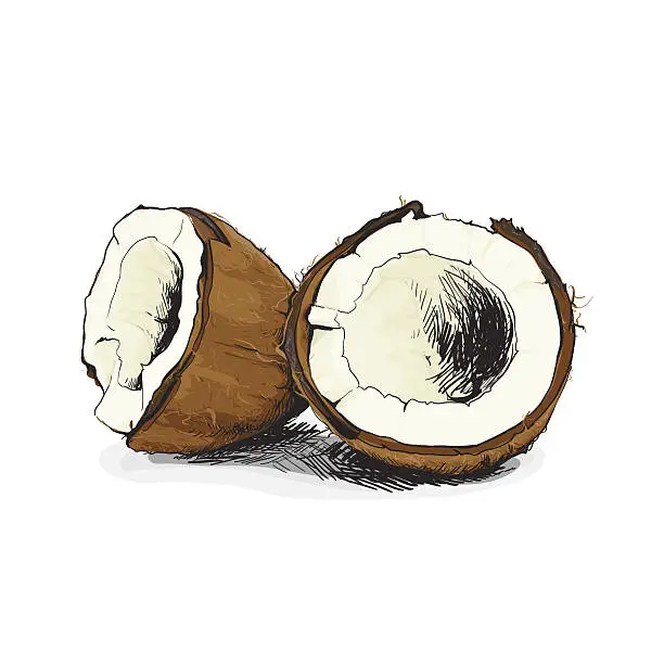 Vector illustration of coconut