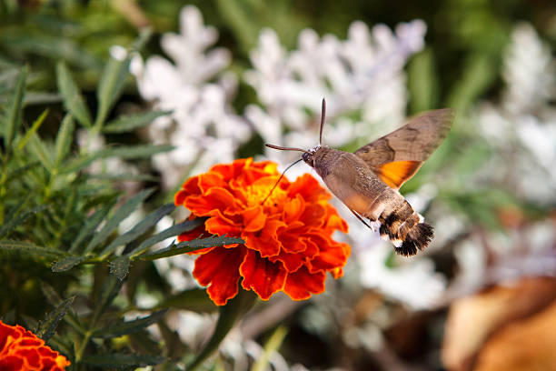 Flying butterfly beside the red flower