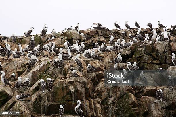 Birds On The Island Ballestas In Paracas National Park Peru Stock Photo - Download Image Now