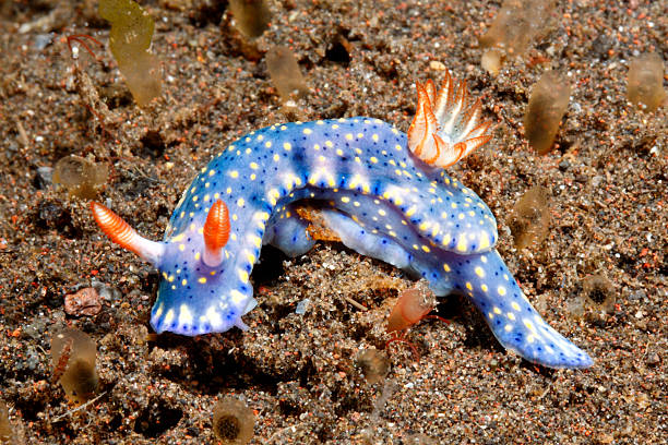 nudibranco, hypselodoris kanga - nudibranch foto e immagini stock