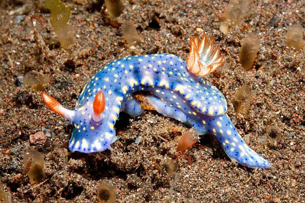 Photo of Nudibranch, Hypselodoris kanga