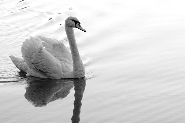 Lonely swan stock photo