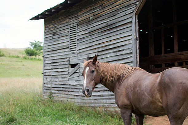 istock Horse standing in front of an old barn 480362200