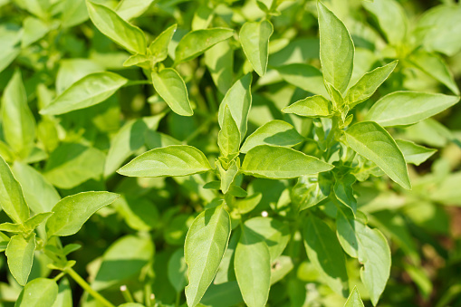 Lemon basil