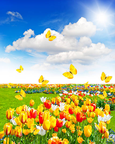 istock meadow with assorted flowers and butterflies 480362751