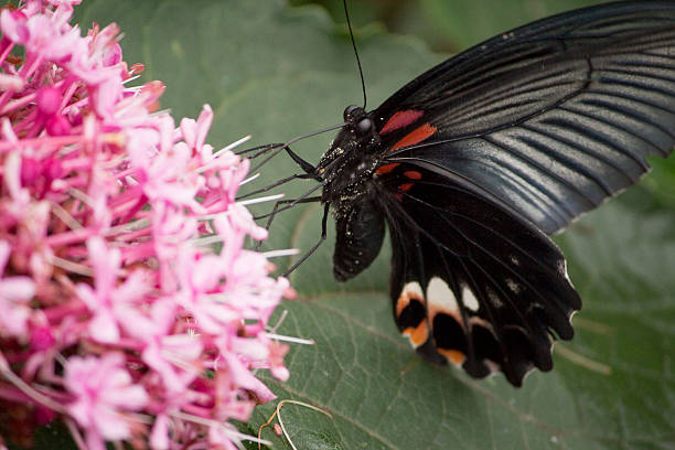 istock Black swallowtail butterfly sucking nectar from flowers 480362940