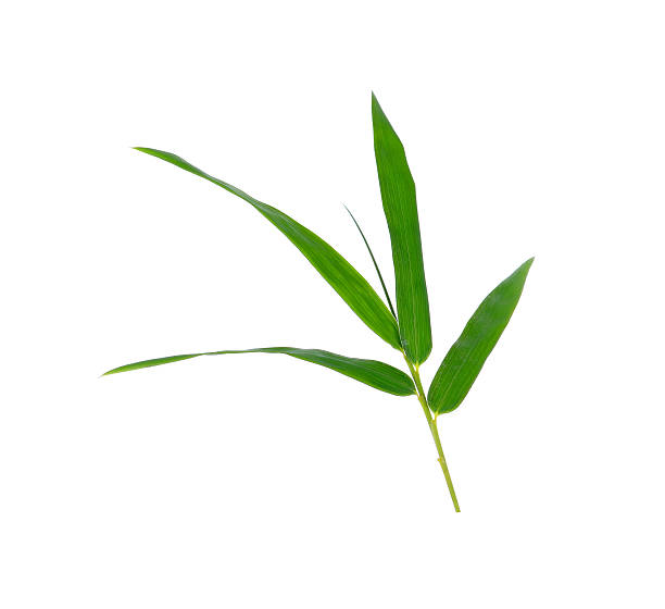 istock Green bamboo leaves on a white background 480363508