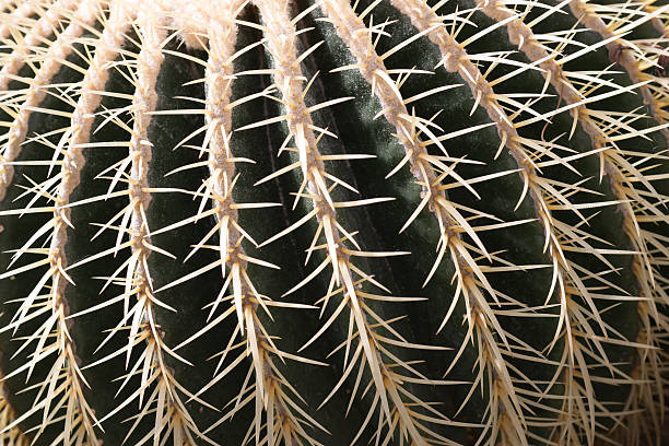 istock Golden Barrel Cactus closeup 480364927