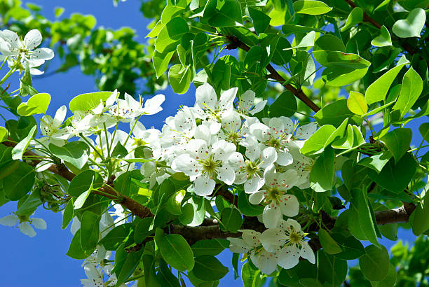 istock Blooming flowers on the branches of fruit trees 480365079