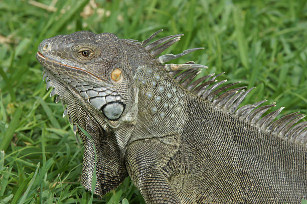 istock Green Iguana, Aruba, ABC Islands 480365341