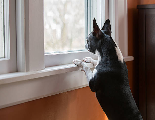 close up of dog looking out the window