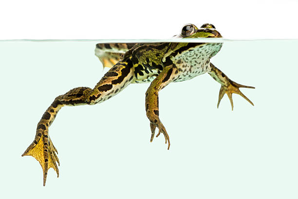 istock Edible Frog swimming at the surface, viewed from below 480366517