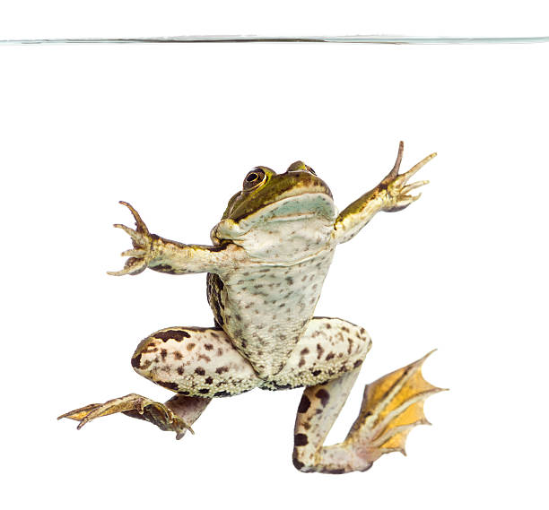 istock Edible Frog viewed from below swimming up, under water line 480366571
