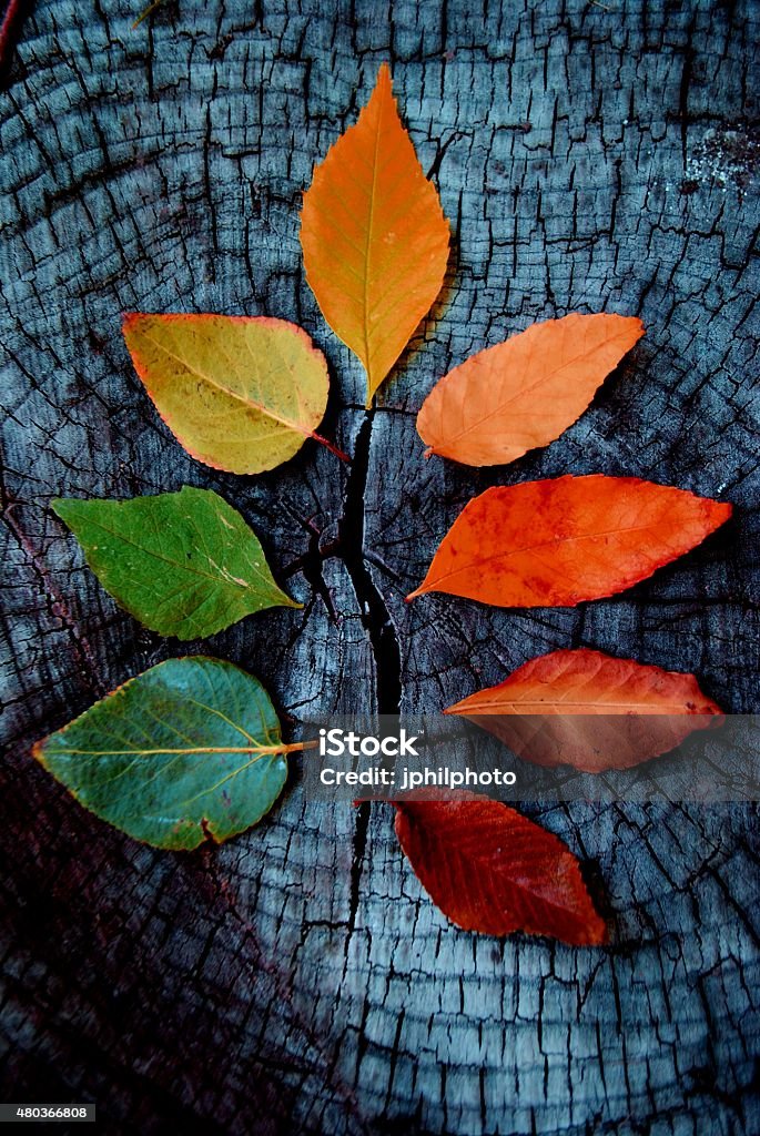 Transition to Autumn A set of leaves on a tree stump, depicting the change in colors from summer to autumn 2015 Stock Photo