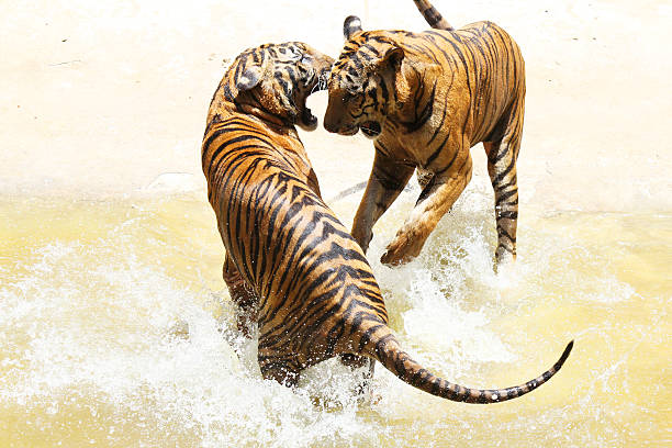istock Tiger zoo, Sriracha Thailand 480366990