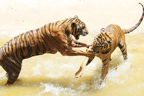 istock Tiger zoo, Sriracha Thailand 480366998