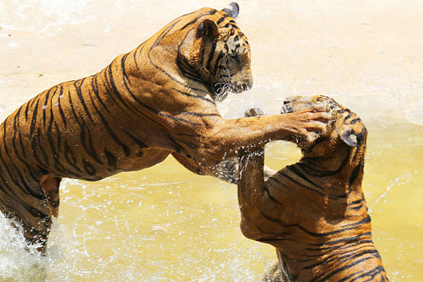 istock Tiger zoo, Sriracha Thailand 480367008