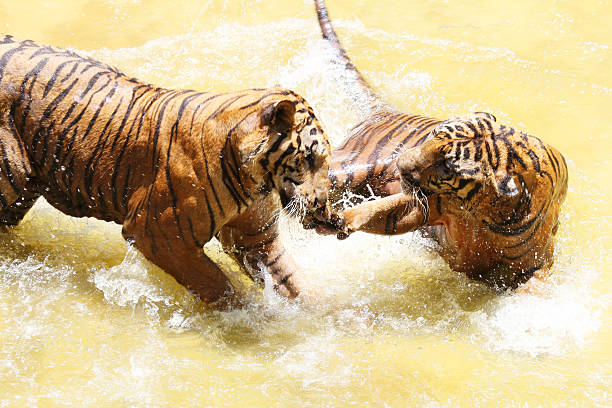 istock Tiger zoo, Sriracha Thailand 480367012