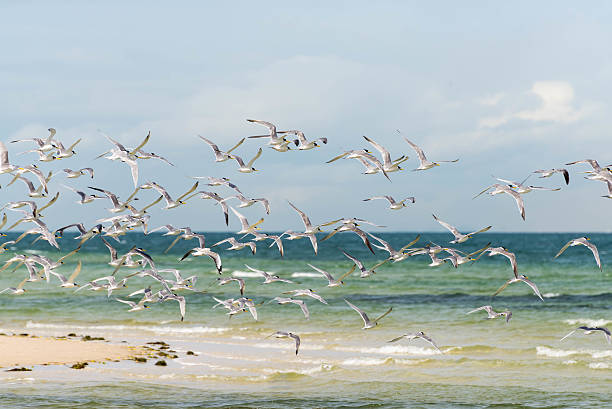 istock sea birds over the ocean 480367034