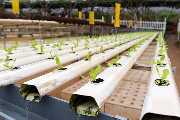 hydroponic gemüse - technology farm cameron highlands agriculture stock-fotos und bilder