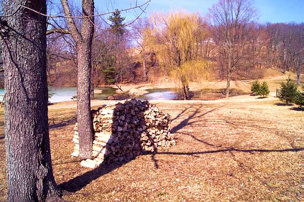istock Pile of firewood stacked by tree in nature 480367709