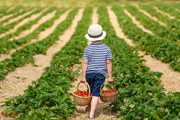 Photo of Little kid boy picking strawberries on farm, outdoors.