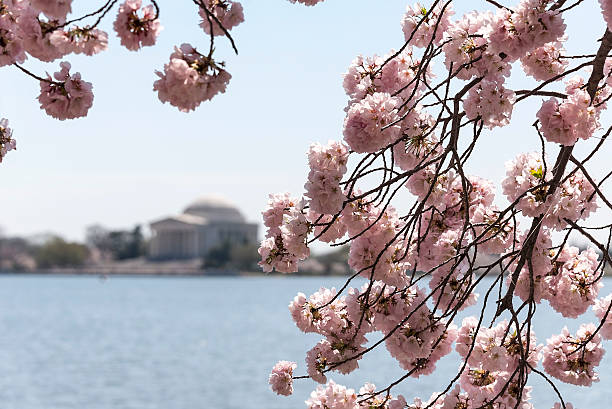 istock Cherry tree blossoms with the Jefferson Memorial in Washington, DC 480368179