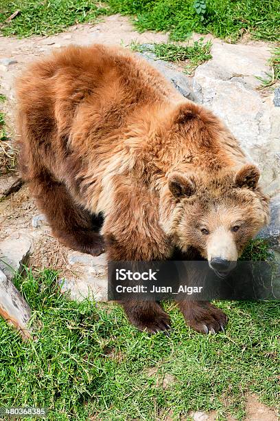 Oso Pardo Foto de stock y más banco de imágenes de Aire libre - Aire libre, Alaska - Estado de los EE. UU., Almohadillas - Pata de animal