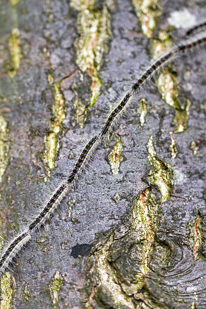 el desfile - branch caterpillar animal hair insect fotografías e imágenes de stock